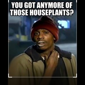 House Plant Addict